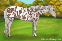 Horse Color:Chestnut Appaloosa 