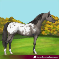 Horse Color:Grullo Appaloosa 