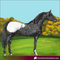 Horse Color:Black Appaloosa 