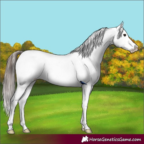 Horse Color:Black Snowcap 