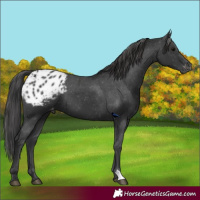 Horse Color:Black Appaloosa