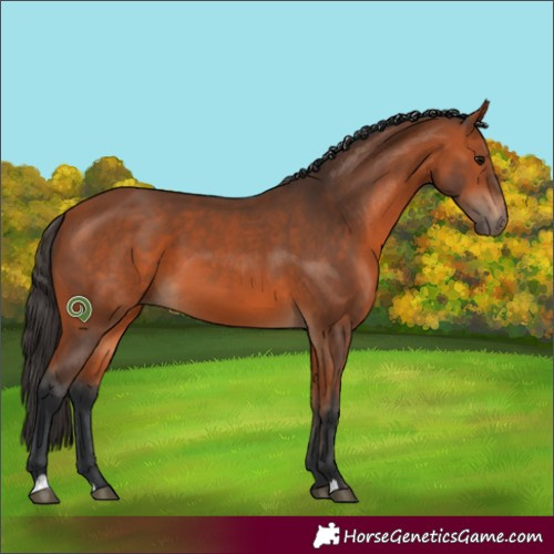 Horse Color:Bay 