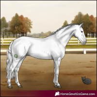 Horse Color:Gray Palomino Rabicano 