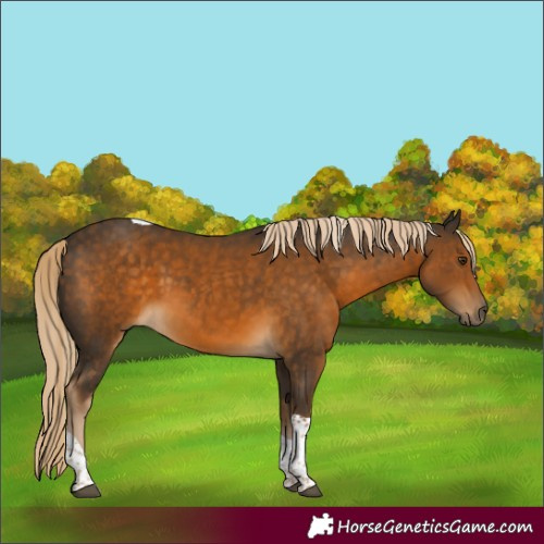 Horse Color:Chocolate Palomino Tobiano 