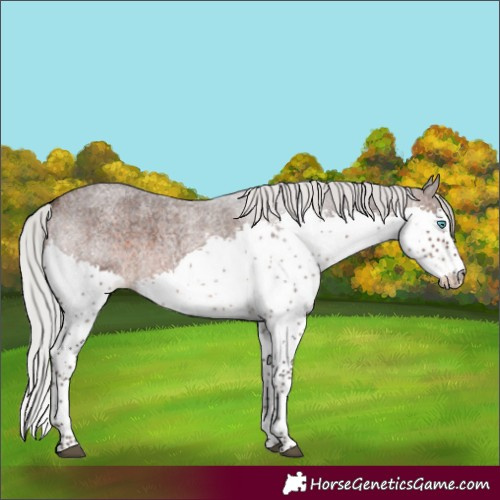 Horse Color:Silver Brown Roan Splash Tobiano 