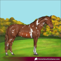 Horse Color:White Spotted Chestnut Tobiano 