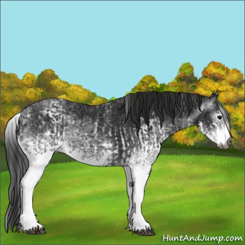 Horse Color:Unknown 