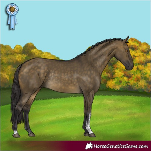 Horse Color:Buckskin Dun Sabino Rabicano 