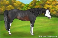 Horse Color:Brown Rabicano and Brown Splash Rabicano