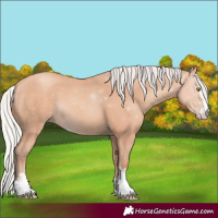 Horse Color:Silver Amber Champagne
