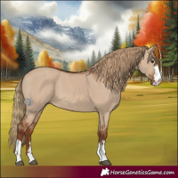 Horse Color:Red Dun 