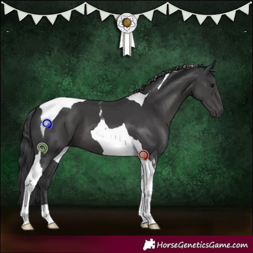 Horse Color:Black Tobiano 