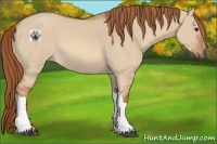 Horse Color:Red Dun 