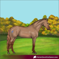 Horse Color:Red Dun 