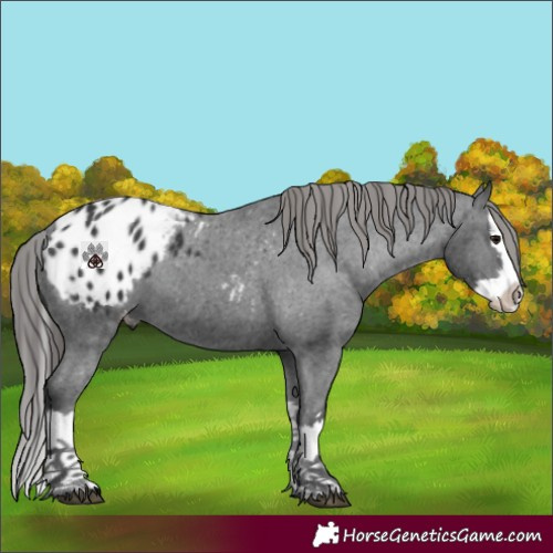 Horse Color:Black Splash Appaloosa 
