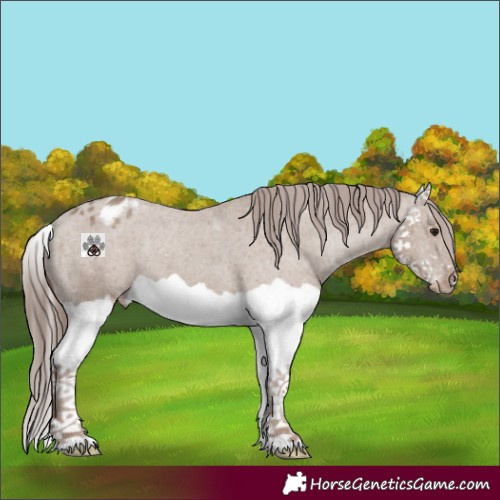 Horse Color:Classic Champagne Splash Appaloosa 