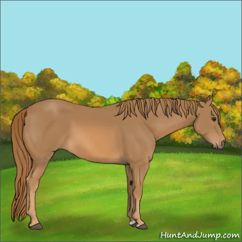 Horse Color:Chestnut 
