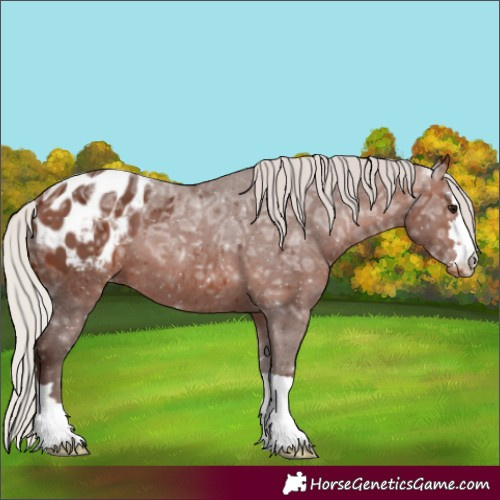 Horse Color:Silver Brown Ice Appaloosa 