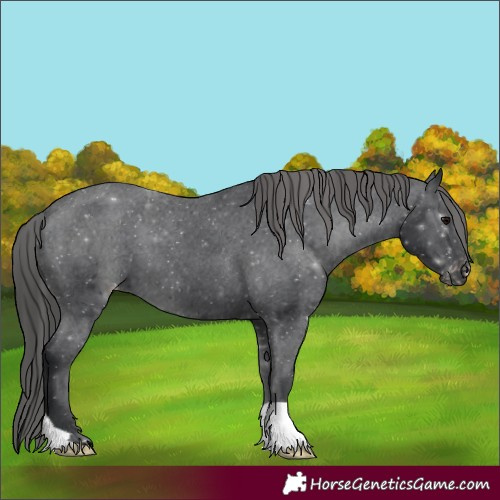 Horse Color:Black Appaloosa