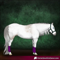 Horse Color:Gray Bay Dun Splash Appaloosa
