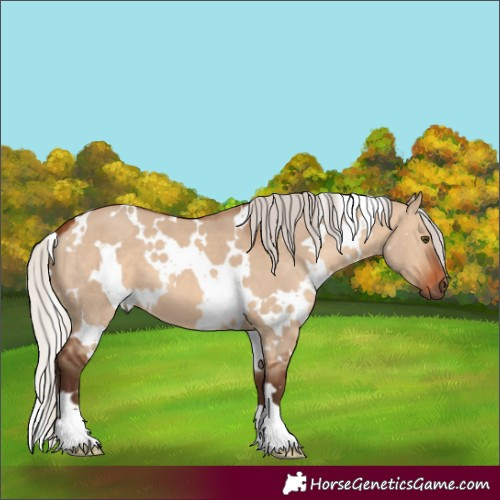 Horse Color:White Spotted Silver Brown Dun 