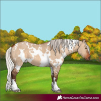 Horse Color:White Spotted Silver Brown Dun 
