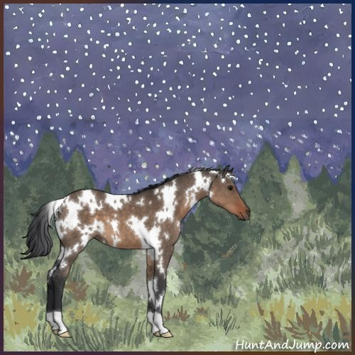 Horse Color:White Spotted Brown Dun 
