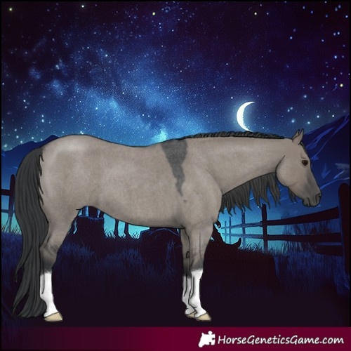 Horse Color:Grullo Roan 