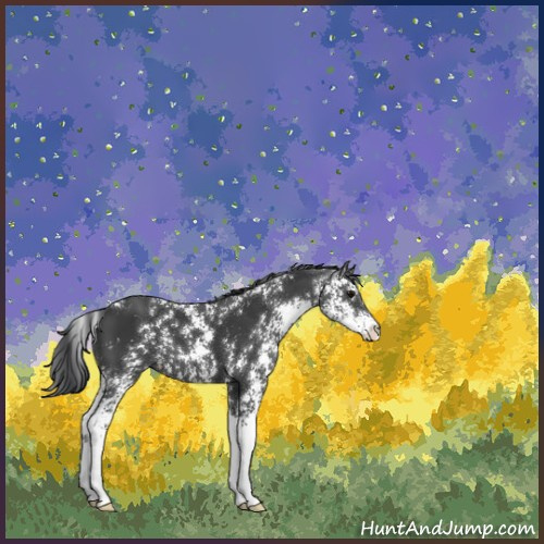 Horse Color:Black Sabino 