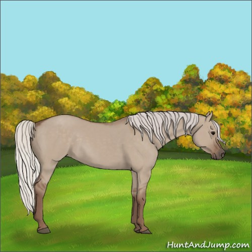 Horse Color:Silver Grullo 