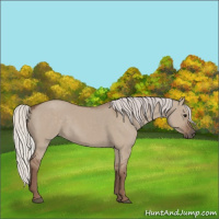 Horse Color:Silver Grullo 