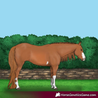 Horse Color:Chestnut 