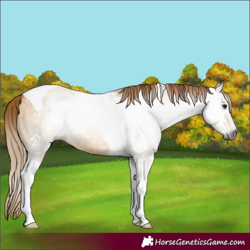 Horse Color:Gray Red Dun Tobiano 