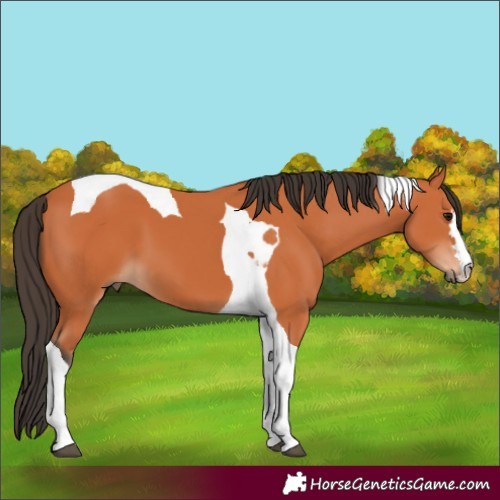 Horse Color:Bay Tobiano 