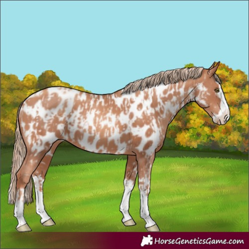 Horse Color:Gold Champagne Appaloosa and Gold Champagne Splash Appaloosa