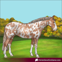 Horse Color:Gold Champagne Appaloosa and Gold Champagne Splash Appaloosa