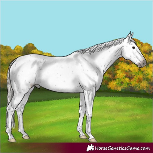 Horse Color:Gray Silver Smoky Black Sabino 