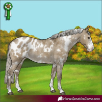 Horse Color:White Spotted Silver Smoky Grullo Sabino Appaloosa Rabicano 