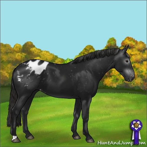 Horse Color:Gray Smoky Black Blanket