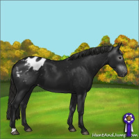 Horse Color:Gray Smoky Black Appaloosa 