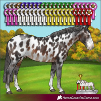 Horse Color:Brown Sabino Appaloosa 