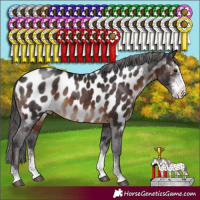 Horse Color:Brown Sabino Appaloosa 