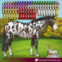 Horse Color:Brown Sabino Appaloosa 