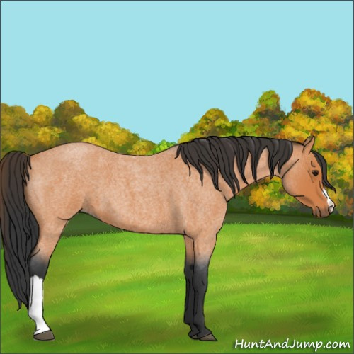 Horse Color:Bay Roan 