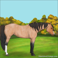 Horse Color:Bay Roan 