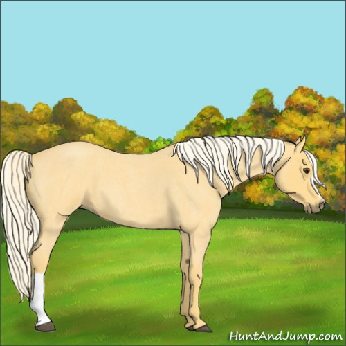Horse Color:Palomino Roan 