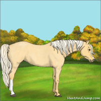 Horse Color:Palomino Roan