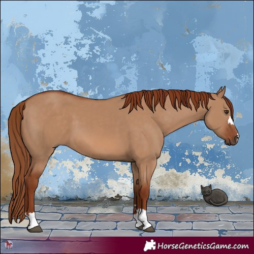 Horse Color:Red Dun 