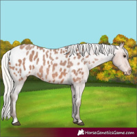 Horse Color:Silver Bay Roan Appaloosa Rabicano 