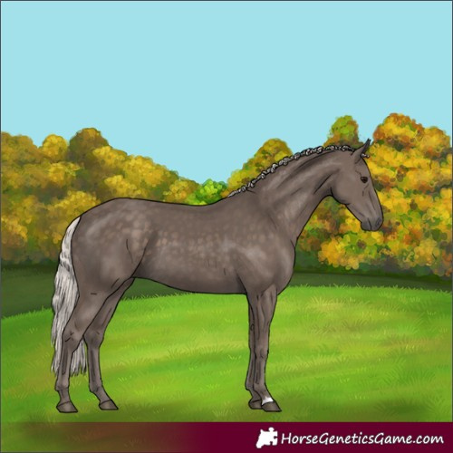 Horse Color:Silver Black 